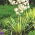 Yucca filamentosa - Golden Sword