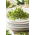BIO EKO Sprouting seeds - Arugula - certified organic seeds; rocket