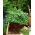 Mini garden - Coriander - for balcony and terrace cultures