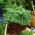 Mini garden - Coriander - for balcony and terrace cultures