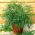 Endro  - Anethum graveolens L. - sementes