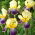 Haveiris - Purple and Yellow - Iris germanica