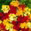 Cheiranthus cheiri - mix - magok