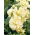 Grande Giroflée - Matthiola incana annua - Varsovia Bona - graines