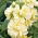 Grande Giroflée - Matthiola incana annua - Varsovia Bona - graines