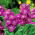 Violacciocca rossa - Varsovia Kama - Matthiola incana annua - semi
