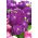 Grande Giroflée - Matthiola incana annua - Varsovia Rena - graines