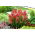 Snapdragon "Aramis" yang tumbuh rendah - merah - Antirrhinum majus - biji