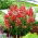 Snapdragon "Aramis" yang tumbuh rendah - merah - Antirrhinum majus - biji
