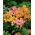 Common snapdragon "Tequila Sunrise" - low-growing varieties
