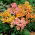 Common snapdragon "Tequila Sunrise" - low-growing varieties