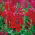 Uzun boylu aslanağzı - kırmızı - Antirrhinum majus - tohumlar