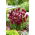 Bocca di leone comune - Jan - Antirrhinum majus maximum - semi