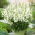 Bocca di leone comune - Sentinel White Spiere - bianco - Antirrhinum majus maximum - semi