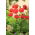 Poppy oriental "Allegro" - 630 biji - Papaver orientale