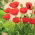 Poppy oriental "Allegro" - 630 biji - Papaver orientale