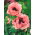 ดอกป๊อปปี้โอเรียนเต็ล "Princess Victoria Louise" - สีชมพู - ส้ม - 630 เมล็ด - Papaver orientale