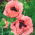 ดอกป๊อปปี้โอเรียนเต็ล "Princess Victoria Louise" - สีชมพู - ส้ม - 630 เมล็ด - Papaver orientale
