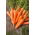 Vild gulerod - Floret -  Daucus carota - frø