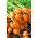 Carrot "Mercado de Paris 3" - Paris-type, round variety