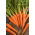 Morcov "Valor F1" - varietate timpurie - 1275 de semințe - Daucus carota ssp. sativus 