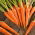 Morcov "Valor F1" - varietate timpurie - 1275 de semințe - Daucus carota ssp. sativus 