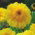 Botón de oro - Tokaj - Calendula officinalis - semillas