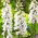 Vingerhoedskruid - wit - 1800 zaden - Digitalis purpurea