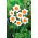 Narcis - Professor Einstein - pakket van 5 stuks - Narcissus