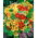 Nasturtium "Aljaška" - nízko rostoucí odrůdy se skvrnitými listy - 24 semen - Tropaeolum majus - semena
