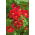 Creeping nasturtium "Scharlachglanz" - red