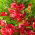 Beijo-de-frade - Kaja - Impatiens balsamina - sementes