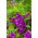 Impatiens balsamina - Sandra - semi