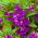 Impatiens balsamina - Sandra - semi