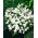 White cupflower; Nierembergia