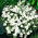 White cupflower; Nierembergia