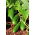 Cucumber "Iznik F1" - salad variety for cultivation in pots - 7 seeds