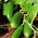 Cucumber "Iznik F1" - salad variety for cultivation in pots - 7 seeds