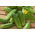 Cucumber "Kronos Skierniewicki F1" - field, resistant rapidly growing variety - 175 seeds