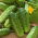 Cucumber "Kronos Skierniewicki F1" - field, resistant rapidly growing variety - 175 seeds