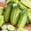 Gurka - Maksimus - Cucumis sativus - FRÖBAND