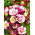 Almindelig akeleje - Winky Red White - Aquilegia vulgaris - frø