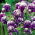 Aquilegia comune - Double Dark Blue & White - Aquilegia vulgaris