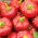 Paprikát - Alexander - 65 magok - Capsicum L.
