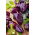 Pimiento - Nokturn - Capsicum L. - semillas