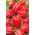 Paprikát - Ożarowska - édes - 90 magok - Capsicum L.