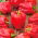 Paprikát - Ożarowska - édes - 90 magok - Capsicum L.