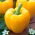 Paprika „Calipso“ - žltá odroda odporúčaná na pestovanie v nízkych tuneloch a na poli -  Capsicum annuum - Calipso - semená