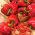 Paprika – Trapezoid - Capsicum L. - sėklos