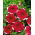 Pétunia Iluzja - Rojo - Petunia hyb. multiflora nana - semillas
